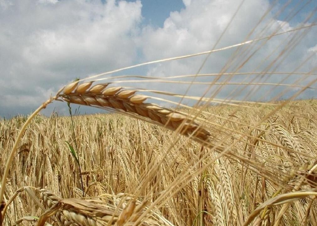 Grains grow